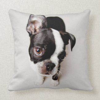 Edison Boston Terrier puppy. Cushion