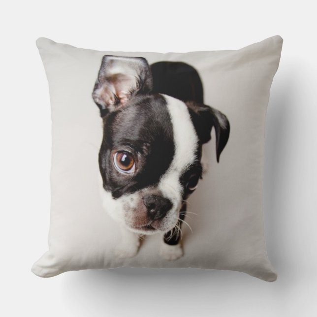 Edison Boston Terrier puppy. Cushion (Front)