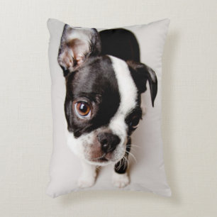 Edison Boston Terrier puppy. Decorative Cushion