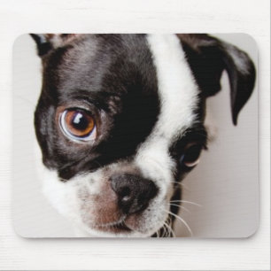 Edison Boston Terrier puppy. Mouse Mat
