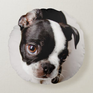 Edison Boston Terrier puppy. Round Cushion