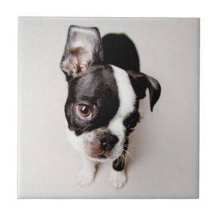 Edison Boston Terrier puppy. Tile