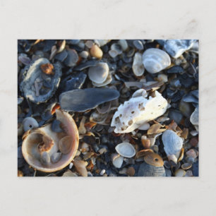 Edisto Beach Shells Postcard
