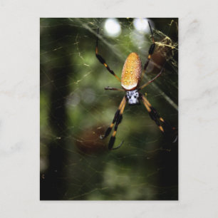 Edisto Golden Silk Spider 3519 Postcard