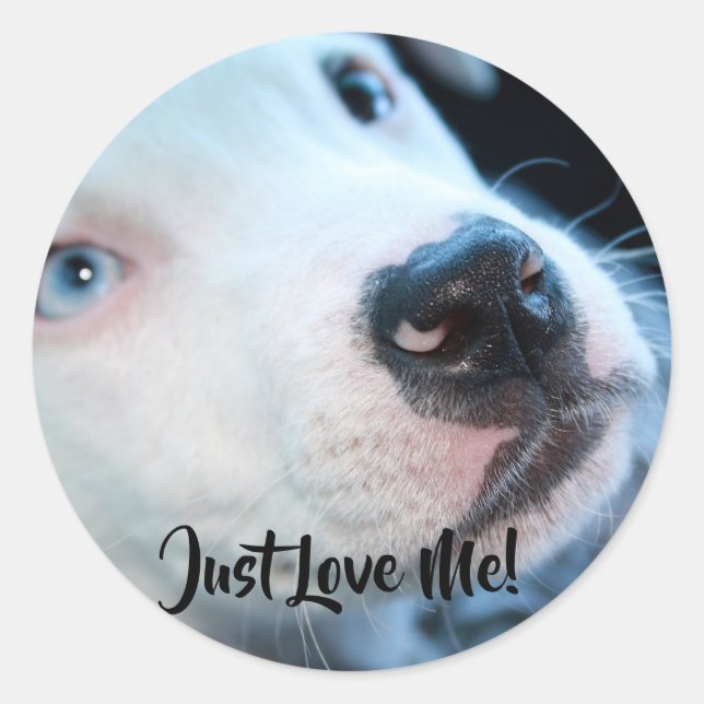 Editable Baby Pitbull White Puppy Classic Round Sticker (Front)
