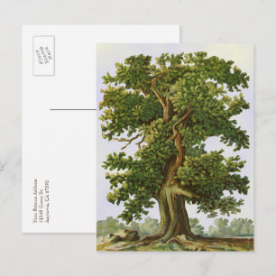 Editable Vintage Oak Tree Postcard