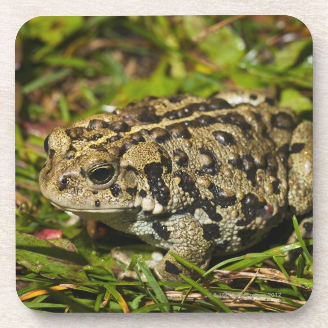 edmonton, alberta, canada 2 coaster (Front)