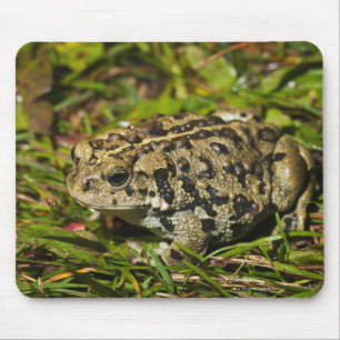 edmonton, alberta, canada 2 mouse mat