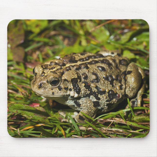 edmonton, alberta, canada 2 mouse mat (Front)