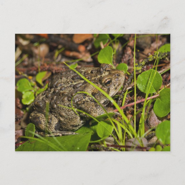 edmonton, alberta, canada postcard (Front)