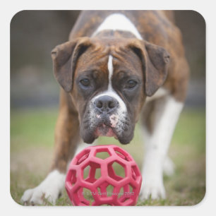 edmonton alberta canada square sticker