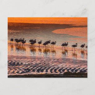 Eduardo Abaroa Andean Fauna National Reserve Postcard