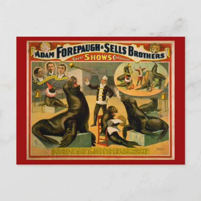Educated Sea Lions and Seals Circus Poster Postcard (Front)