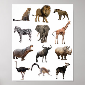 education poster african animal 