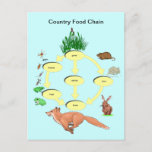 Education, Science, Countryside food chain Postcard<br><div class="desc">Educational Study card,  with generic learning outcomes on the reverse to help students gain information most effectively  Intended both for use in schools and home schooling Countryside food chain</div>