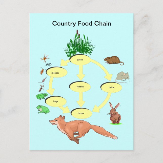 Education, Science, Countryside food chain Postcard (Front)