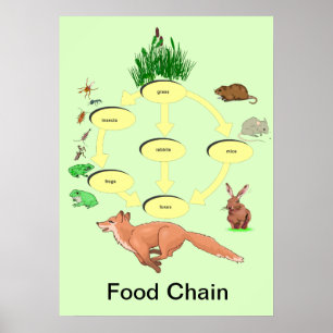 Education, Science, Countryside Food Chain Poster