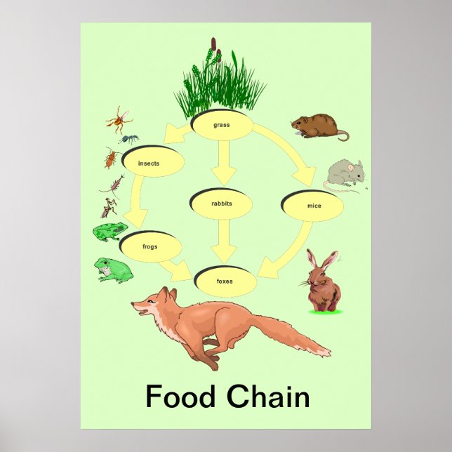 Education, Science, Countryside Food Chain Poster (Front)