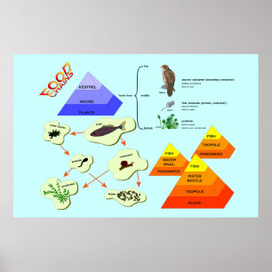 Education, Science,   Food Chains Poster