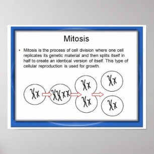 Education, Science, Mitosis Poster