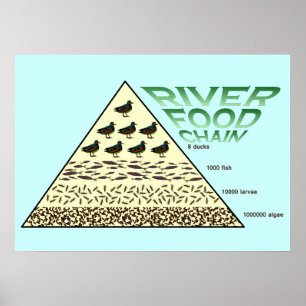 Education, Science,  River Food Chain Poster