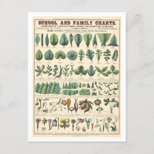 Educational Botanical Chart for Leaves, Flowers Postcard