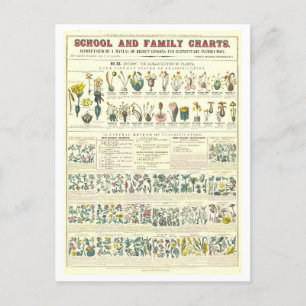 Educational Chart for Plant Classification Postcard