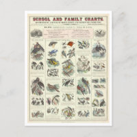 Educational Chart for Types of Birds