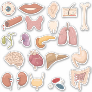 Educational Human Body Parts & Organs