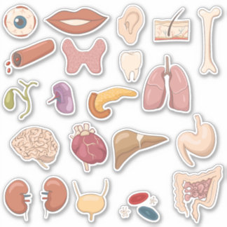 Educational Human Body Parts & Organs