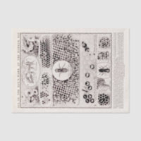 Educator's Series Worker Bee Vintage Poster