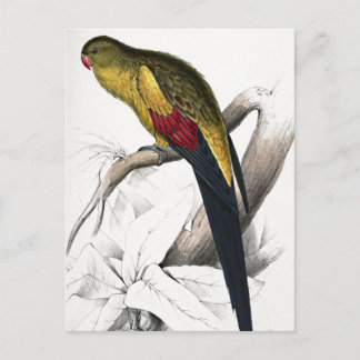 Edward Lear Bird Blacktailed Parakeet Postcard