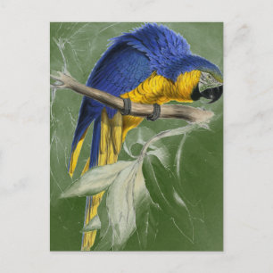 Edward Lear Bird Collection Blue And Yellow Macaw Postcard