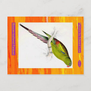 Edward Lear. Blossom-feathered Parakeet. Postcard