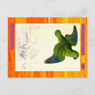 Edward Lear. Collared Parakeet. Postcard