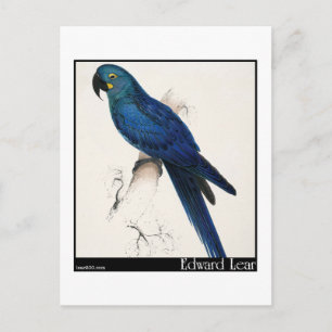 Edward Lear's Hyacinth Macaw Postcard