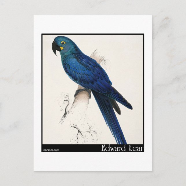 Edward Lear's Hyacinth Macaw Postcard (Front)