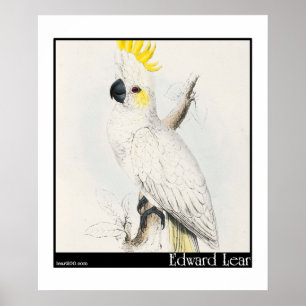 Edward Lear's Lesser Sulfur-Crested Cockatoo Poster