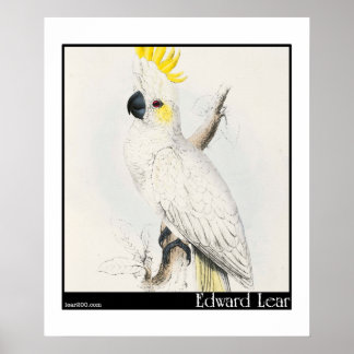 Edward Lear's Lesser Sulfur-Crested Cockatoo Poster