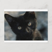 EEK Black Cat Scary