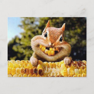 eekhoorn postcard