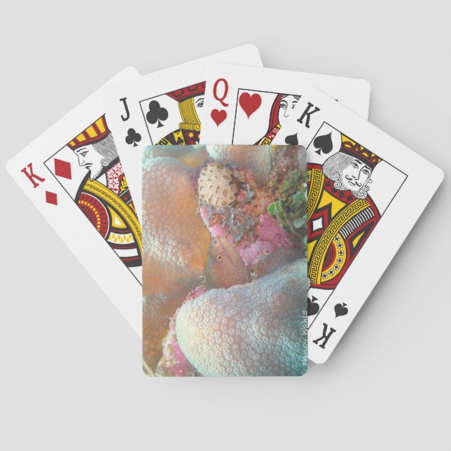 Eel Poker Cards (Back)