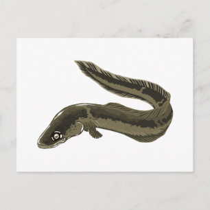 Eel Postcard