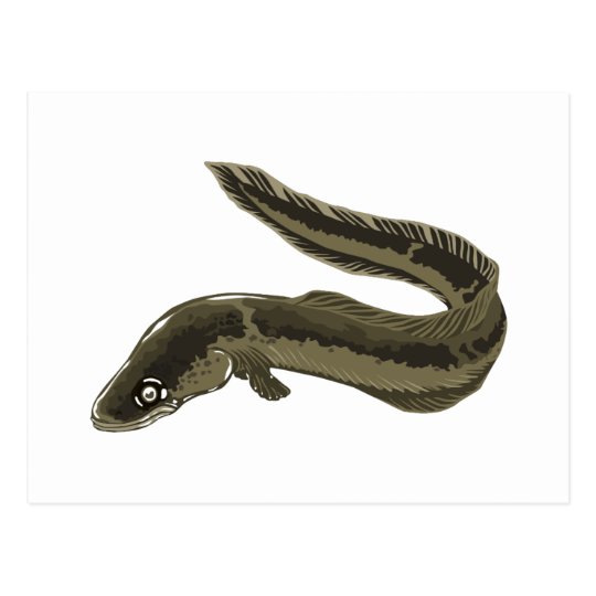 Eel Postcard