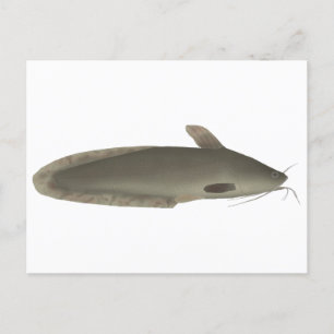 Eeltail Catfish Postcard
