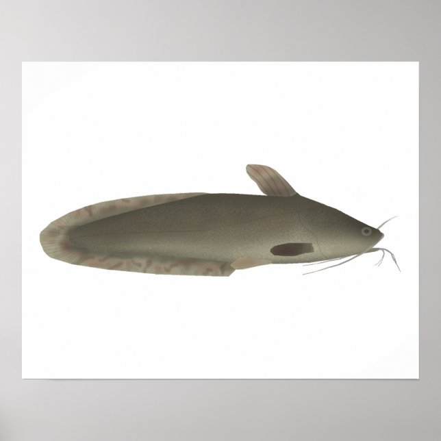 Eeltail Catfish Poster (Front)