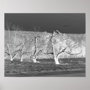 Eerie Apple Trees Nature Print