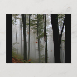EERIE FOREST TREES LEAVES FULL FALL COLORS POSTCARD