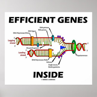Efficient Genes Inside DNA Replication Poster