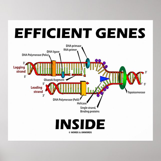 Efficient Genes Inside DNA Replication Poster (Front)